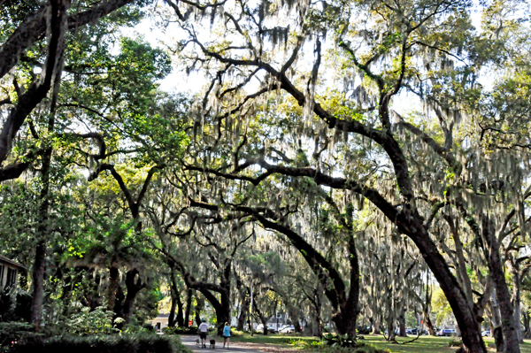 live oak trees at Mallery Park