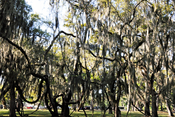 live oak trees at Mallery Park