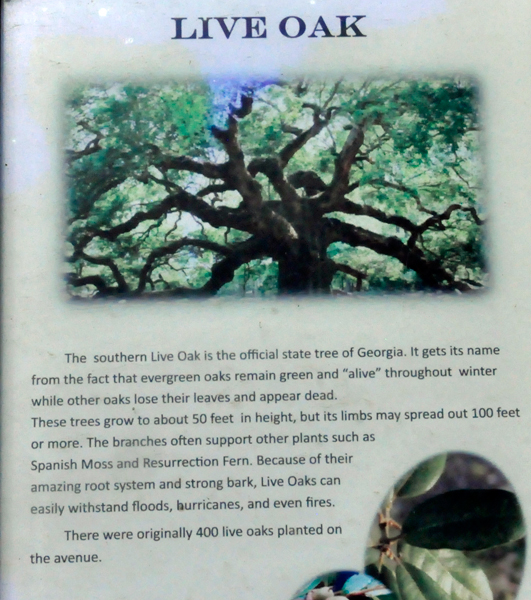 sign about Live Oak trees