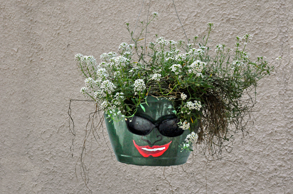 potted plant with sunglasses and a smile