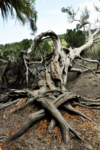 fallen tree