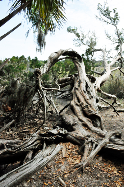 fallen tree