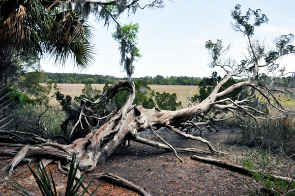 fallen tree