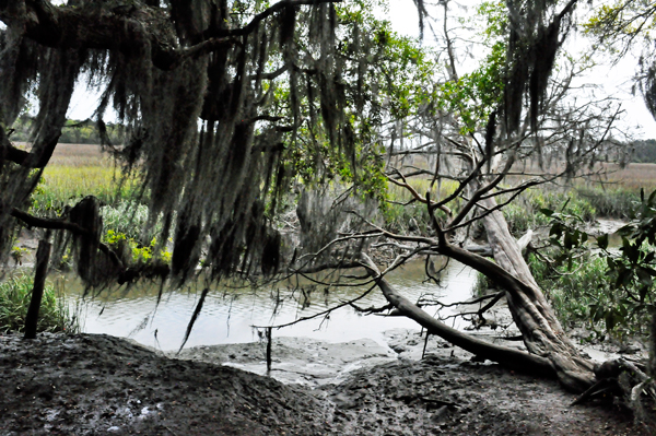 fallen tree