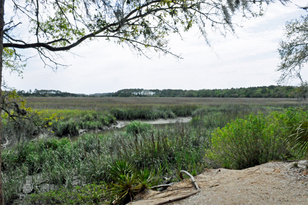 salt marsh