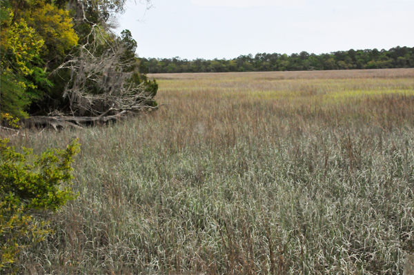 salt marsh