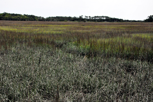 salt marsh