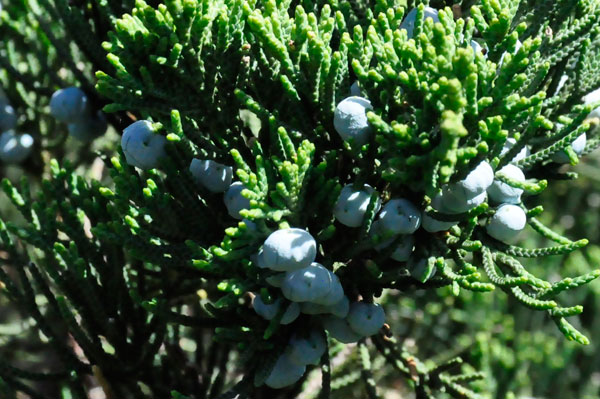 blueberries growing by the dam