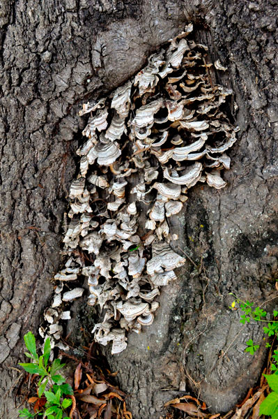 growth in the one tree on the tiny island