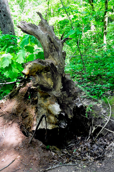 tree stump