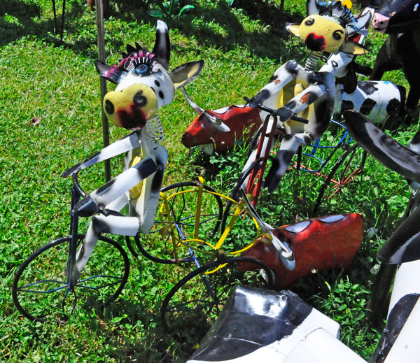 cows on  bicycles