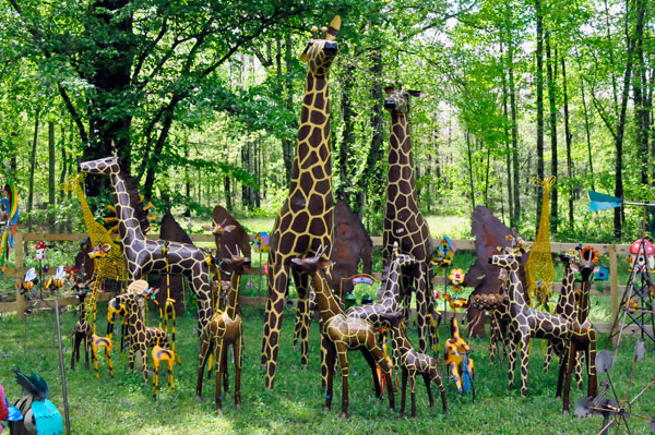 giraffes