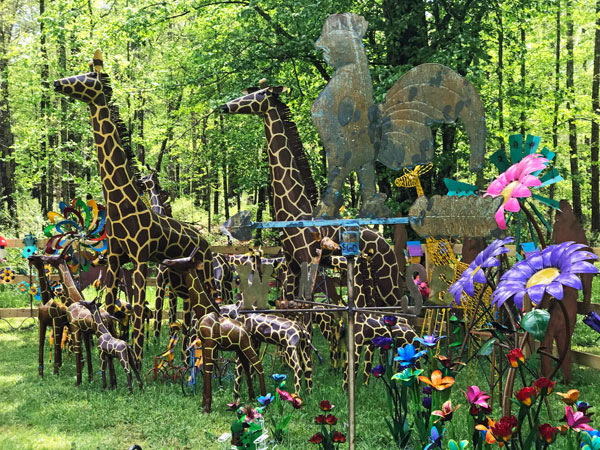 giraffes