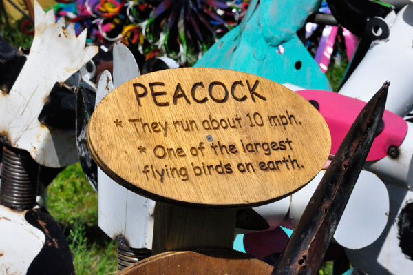 peacock sign