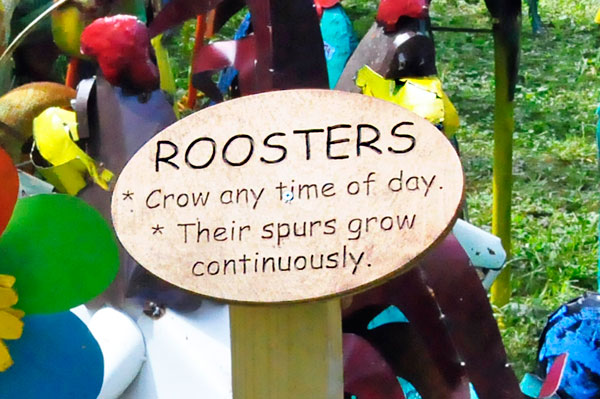 sign about roosters