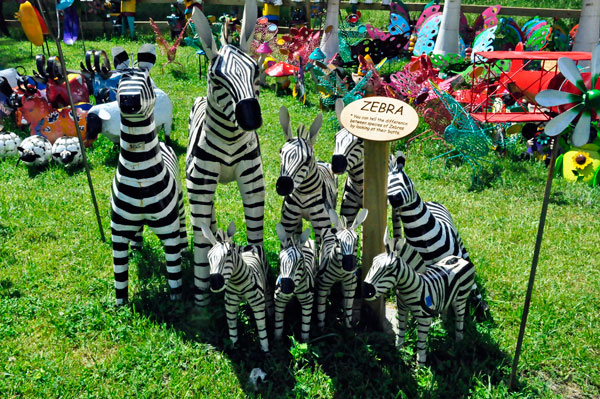 zebras