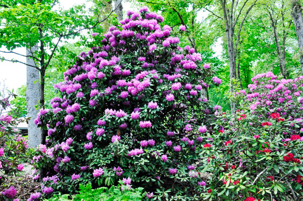 flowers in Hamilton Gardens