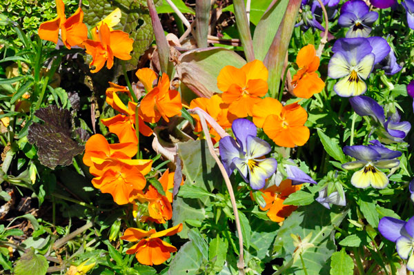 flowers in Hamilton Gardens