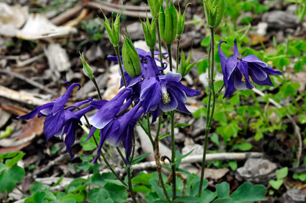 flowers in Hamilton Gardens