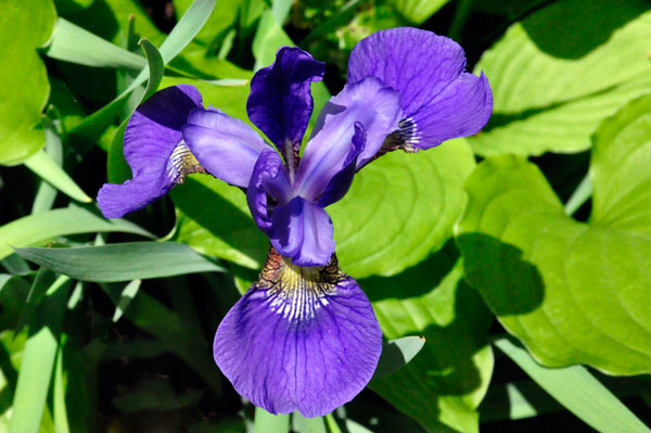 flower in Hamilton Gardens