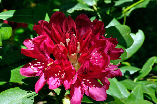 flower in Hamilton Gardens