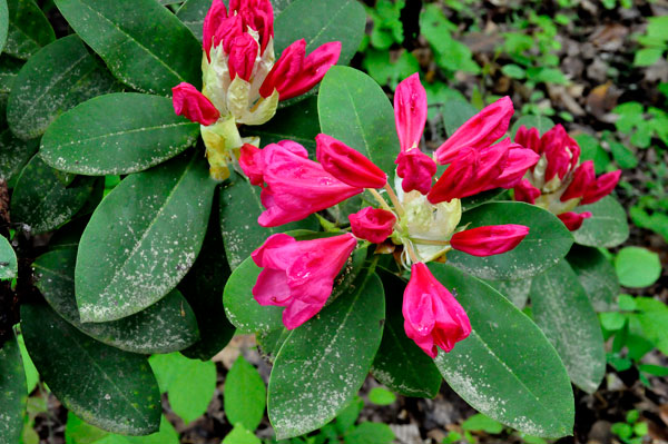 flowers in Hamilton Gardens