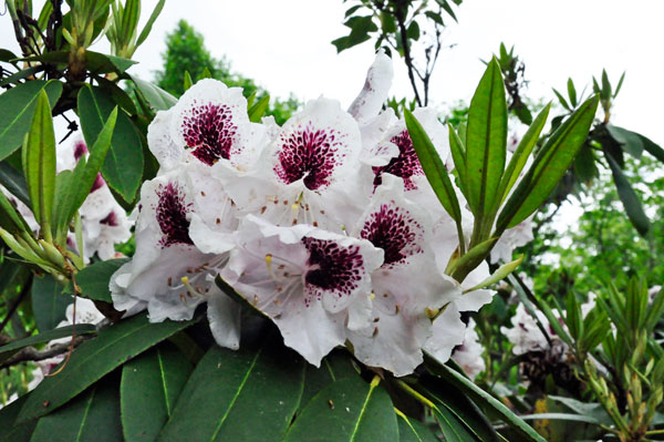 flowers in Hamilton Gardens