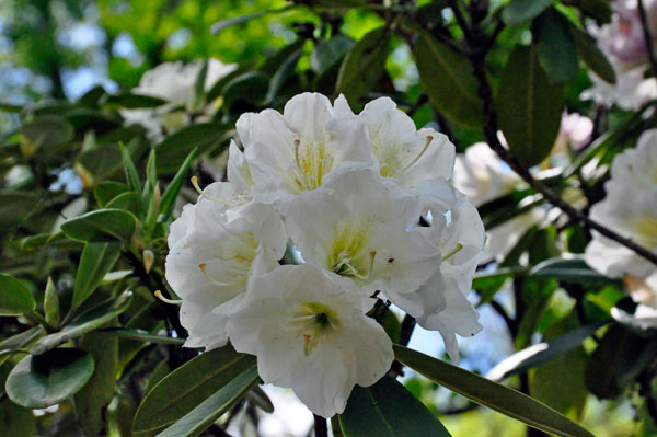 flower in Hamilton Gardens