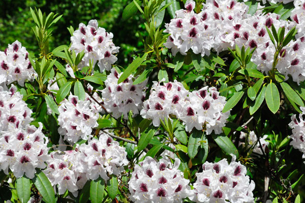 flowers in Hamilton Gardens