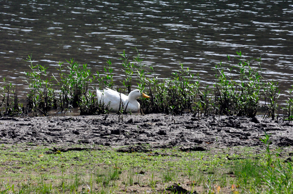 a duck resting in the mud