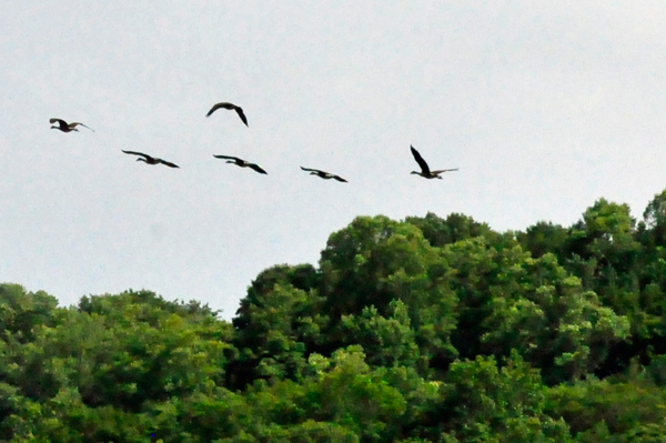 high flying birds