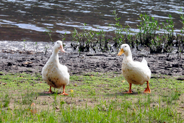 two ducks