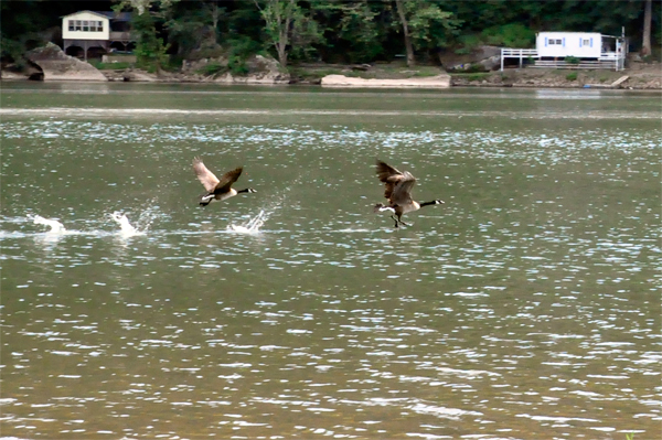 low flying birds