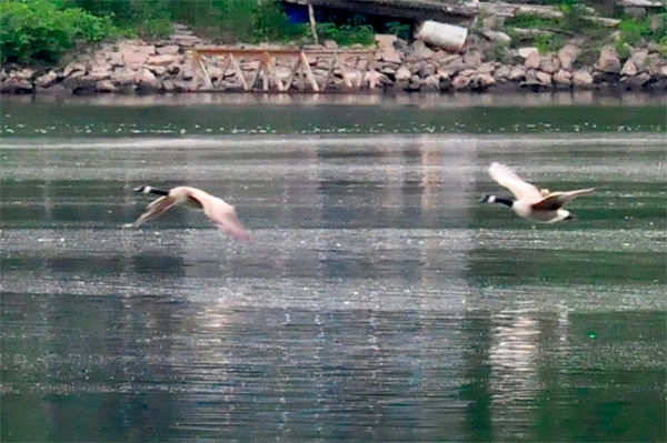 two low flying birds over the river