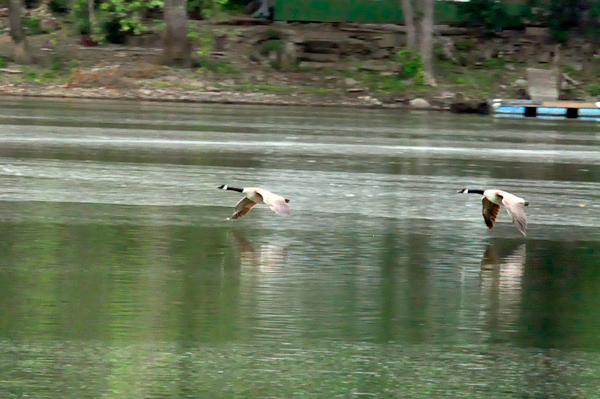 two low flying birds over the river