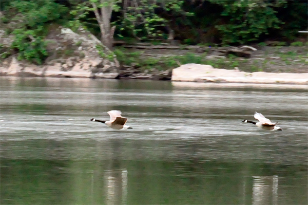 two low flying birds over the river