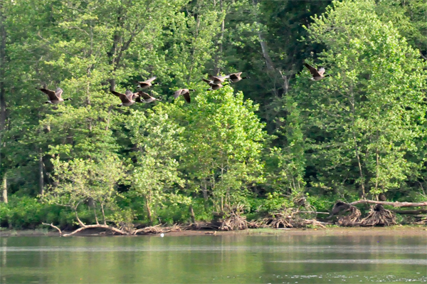 a line of birds flying by