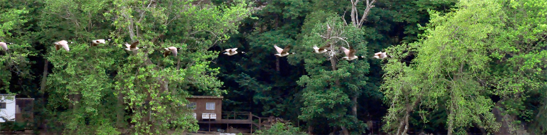 a line of birds flying by