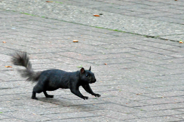 black squirrel