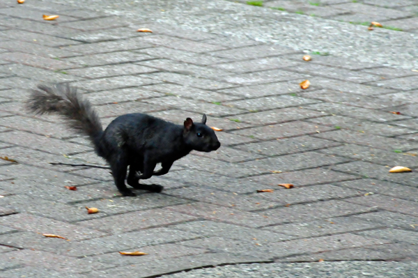 black squirrel