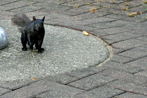 black squirrel