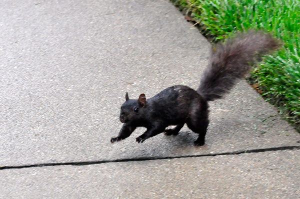 black squirrel