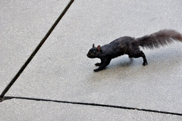 black squirrel