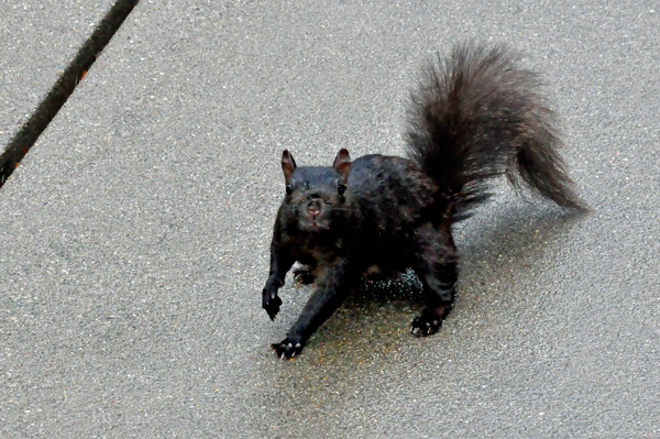 angry facw on a squirrel