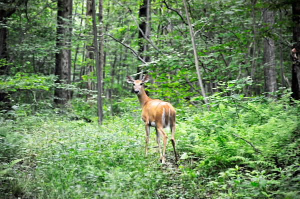 a deer posing for a photo