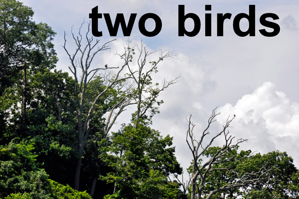 2 birds