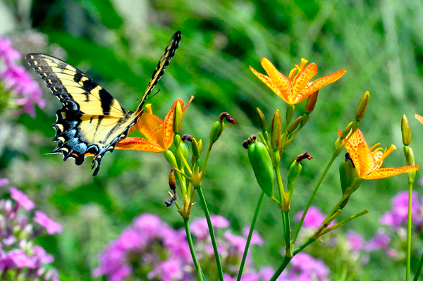 Butterfly and flowers