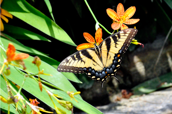 Butterfly and flowers