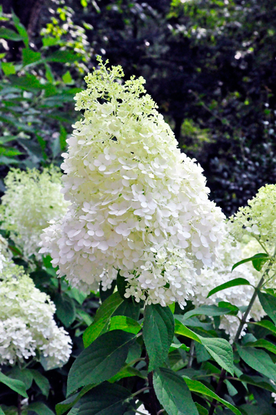 white flower