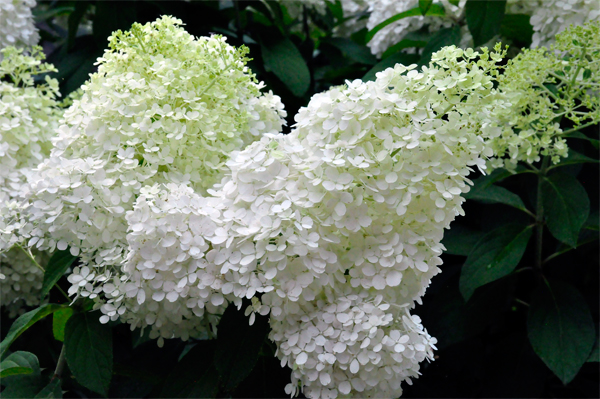 white flowers